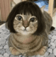 koshka