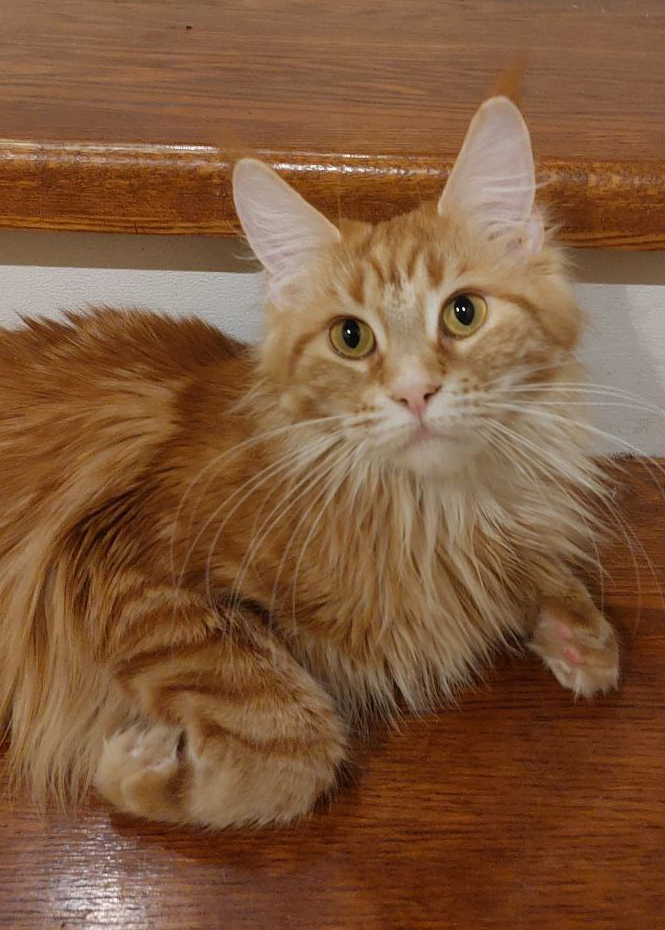 Фото ваших дом. Животных Фото ваших дом. Животных