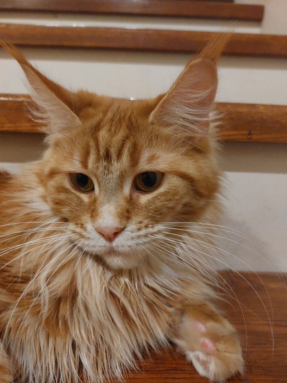 Фото ваших дом. Животных Фото ваших дом. Животных