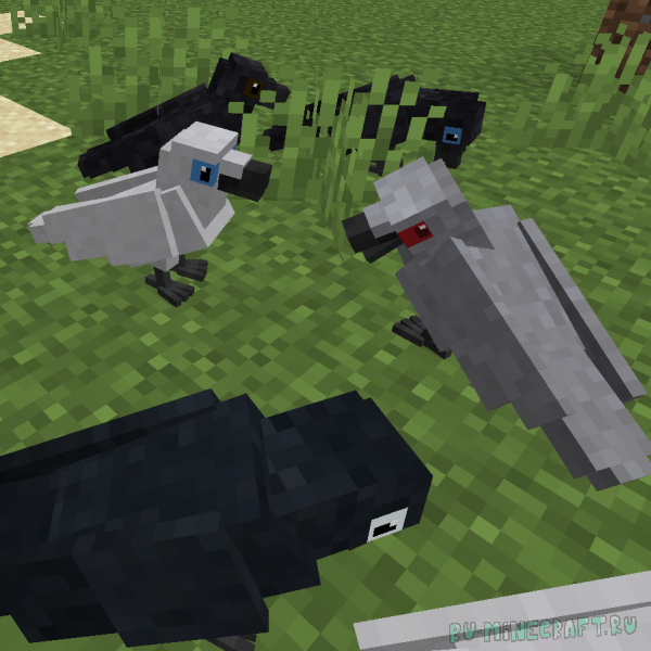 Animal Garden - Common Raven -  [1.21.10] [1.21.8] [1.21.4] [1.21.1] [1.20.1]